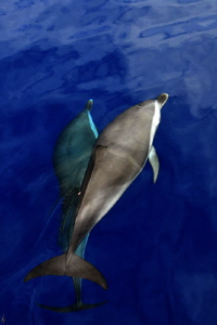 Pan tropical Spotted Dolphin from the bow of the boat by Arun Madisetti 